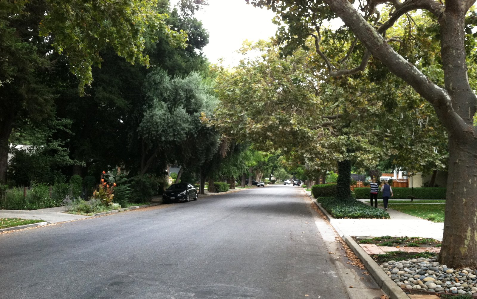 Tree-lined residential street on Cherry Avenue in the Willow Glen neighborhood of San Jose, California